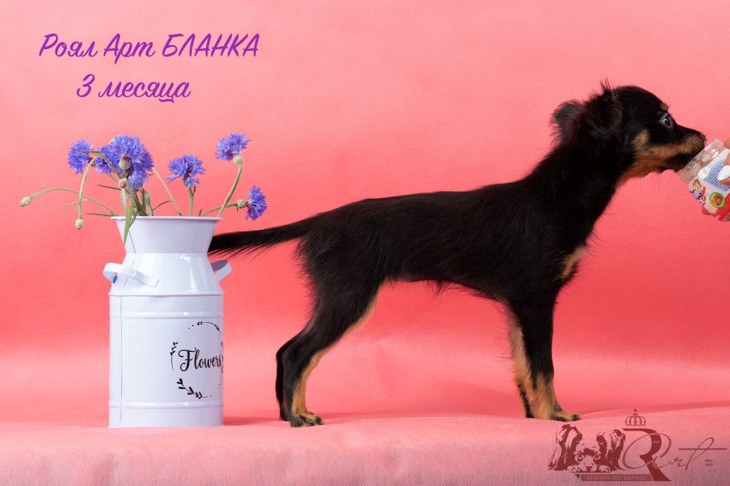 Щенок Русский Той - помет Б. Russian Toy Dog. Royal Art питомник.