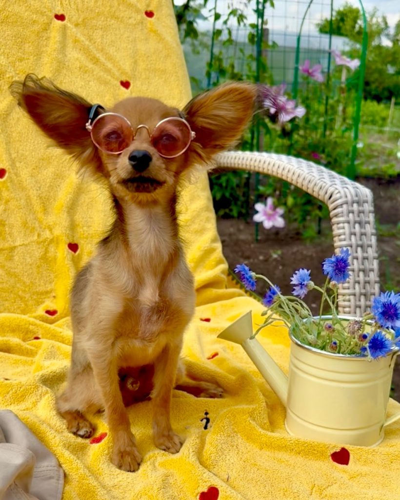 Русский Той Щенок - помет О. Royal Art питомник. Russian Toy Dog.