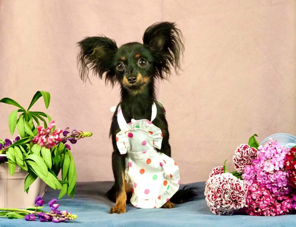 Русский Той Щенок - помет О. Royal Art питомник. Russian Toy Dog.