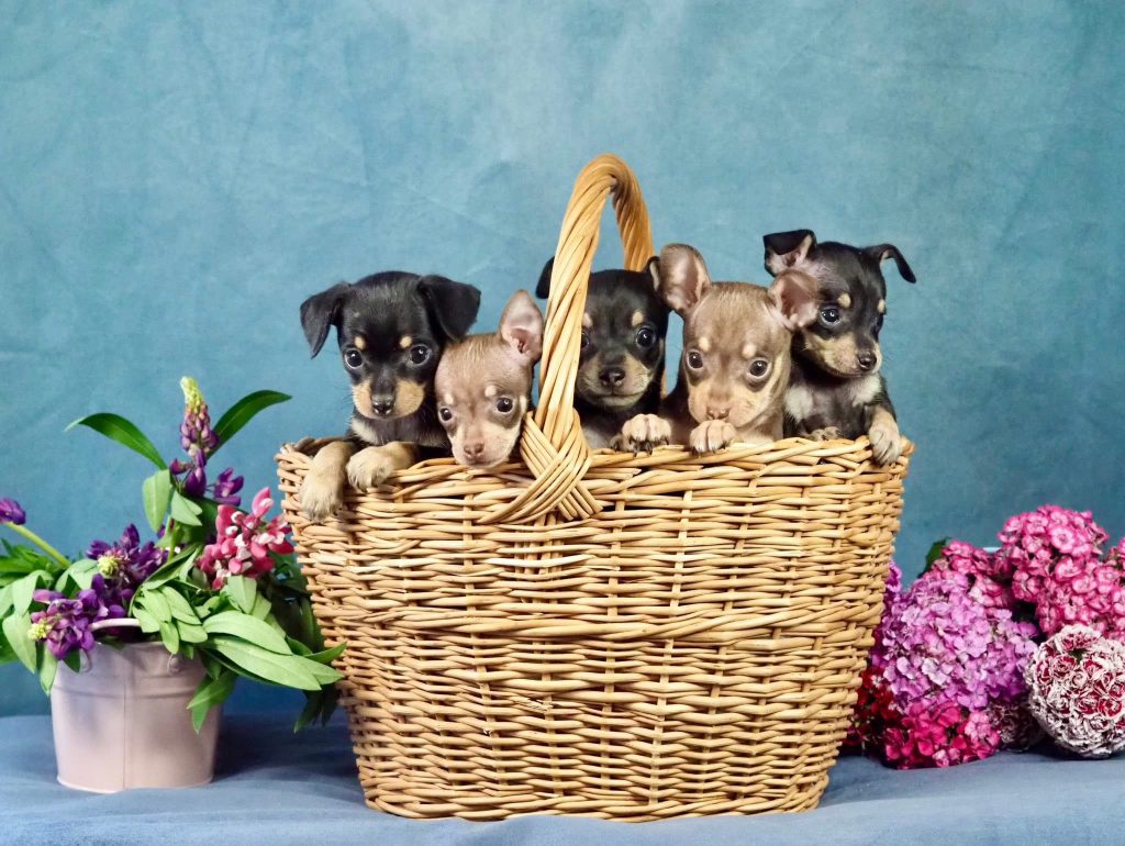 Русский Той Щенок - помет О. Royal Art питомник. Russian Toy Dog.