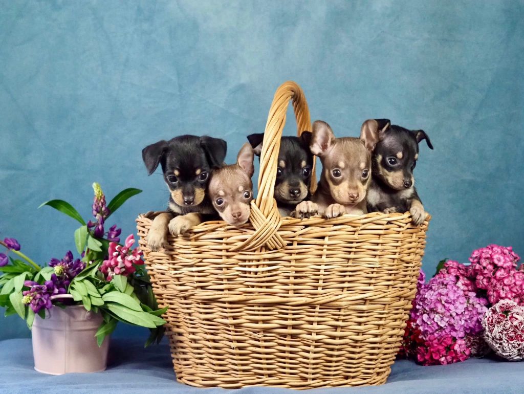 Русский Той Щенок - помет О. Royal Art питомник. Russian Toy Dog.