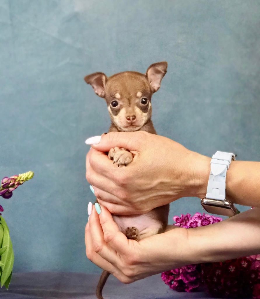 Русский Той Щенок. Royal Art питомник. Russian Toy Dog.