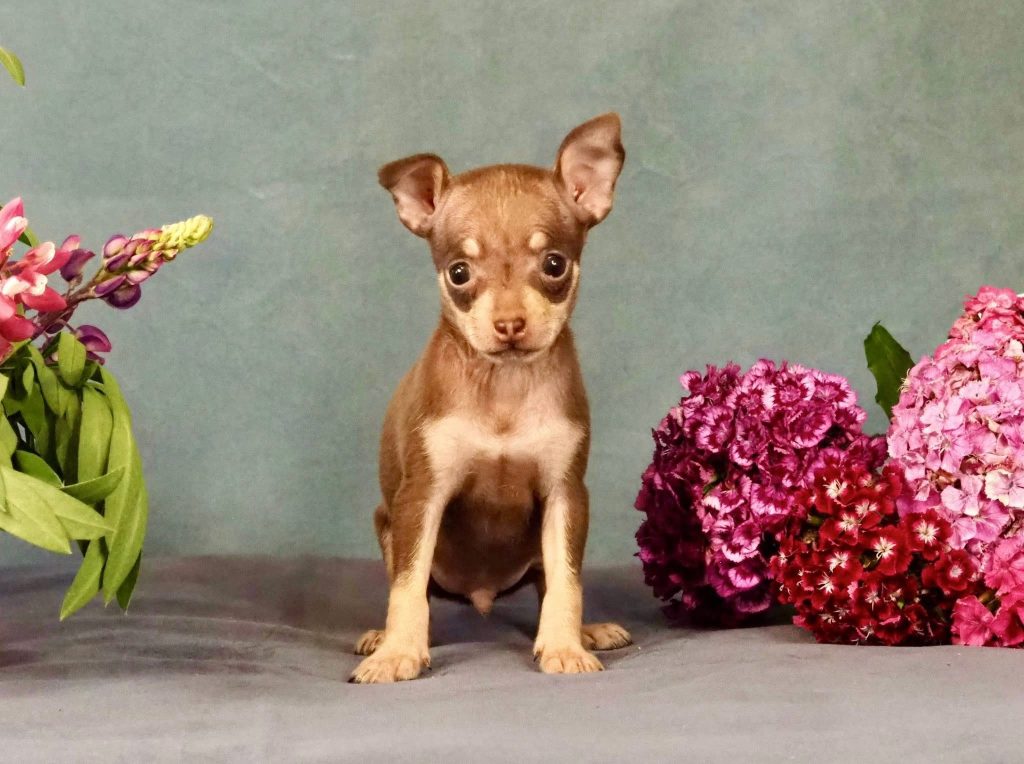 Русский Той Щенок. Royal Art питомник. Russian Toy Dog.