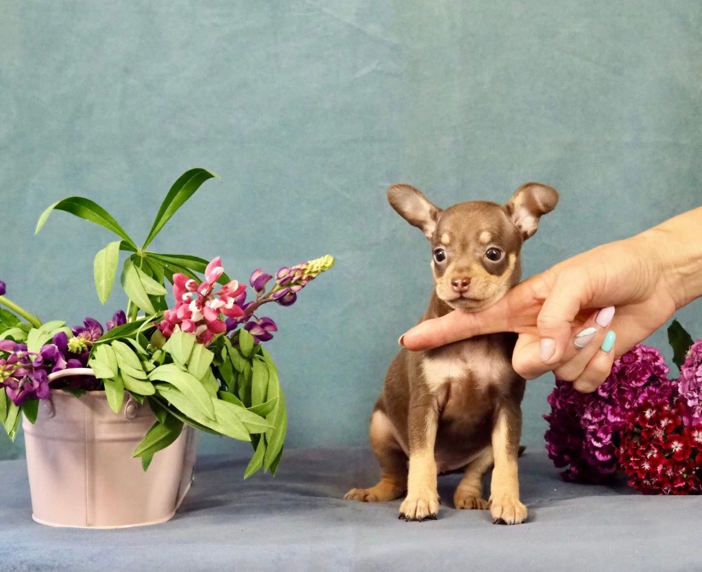 Русский Той Щенок. Royal Art питомник. Russian Toy Dog.