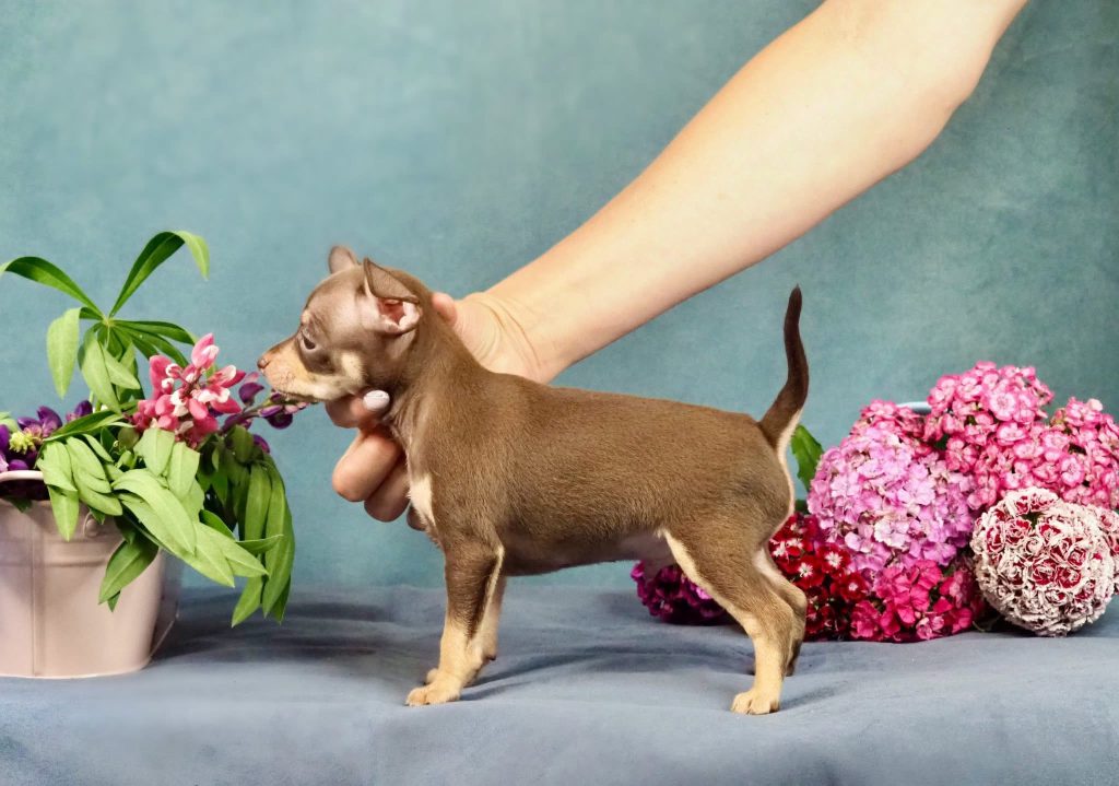 Русский Той Щенок. Royal Art питомник. Russian Toy Dog.