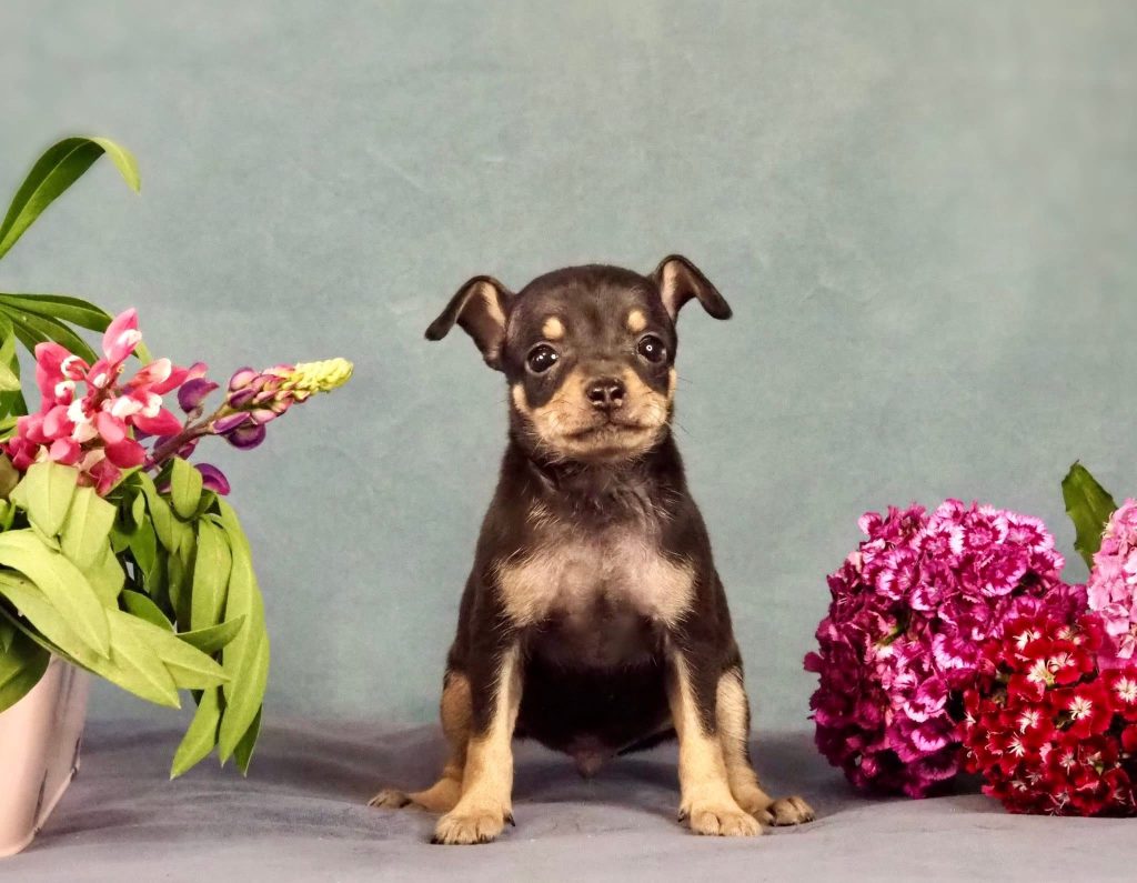 Русский Той Щенок. Royal Art питомник. Russian Toy Dog.