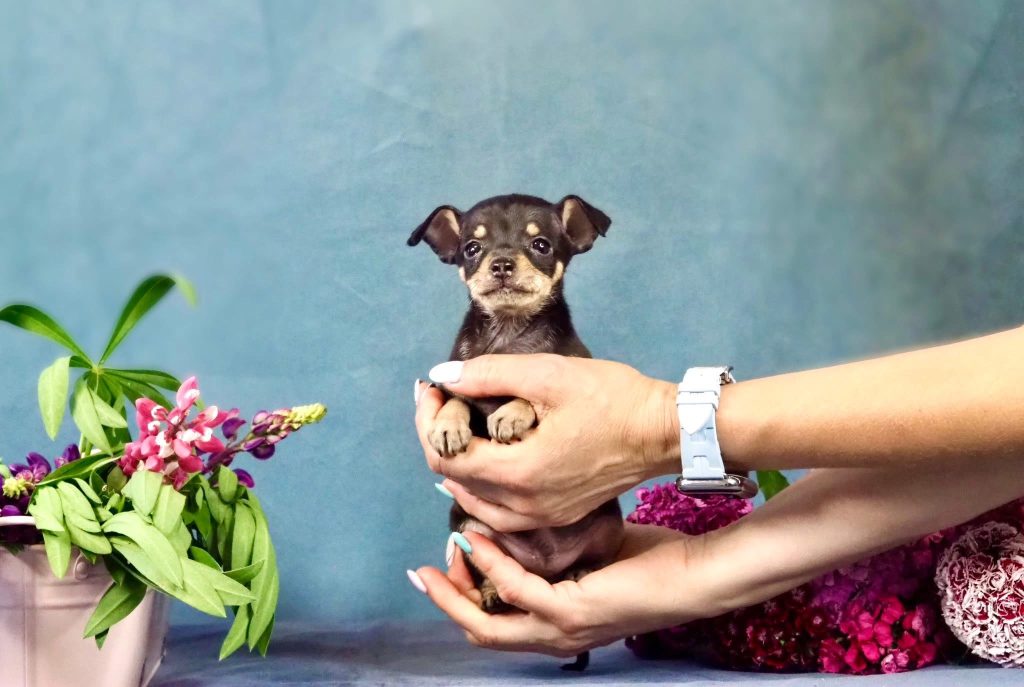 Русский Той Щенок. Royal Art питомник. Russian Toy Dog.