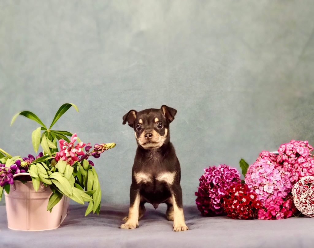 Русский Той Щенок. Royal Art питомник. Russian Toy Dog.