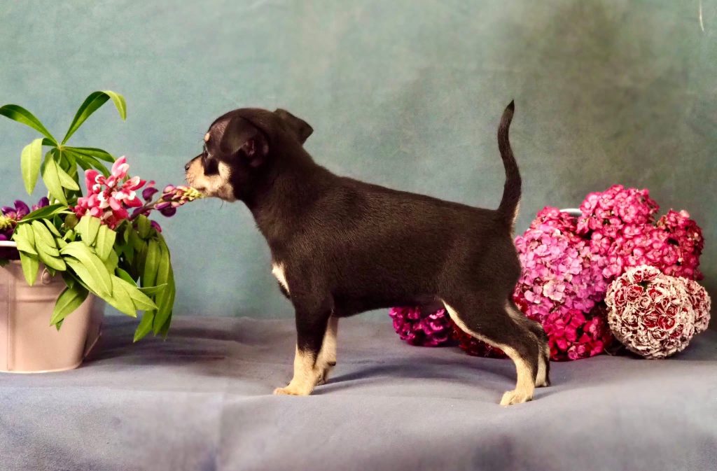 Русский Той Щенок. Royal Art питомник. Russian Toy Dog.