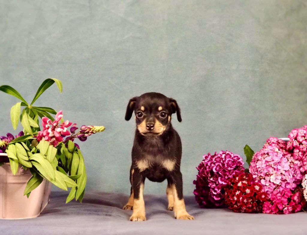 Русский Той Щенок. Royal Art питомник. Russian Toy Dog.