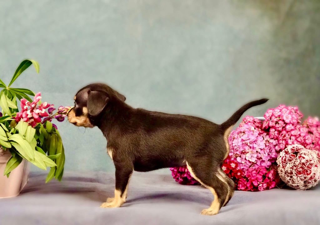 Русский Той Щенок. Royal Art питомник. Russian Toy Dog.