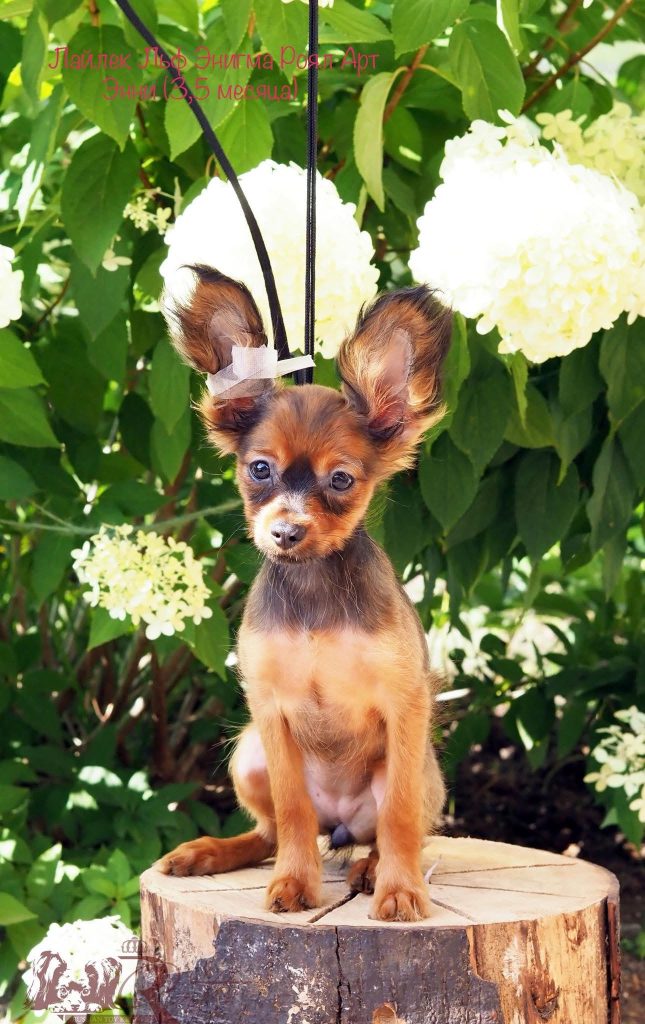 Лайлек Элф Энигма Роял Арт (Lilac Elf Antares Space Star @ Lilac Elf Li Santa Diva)