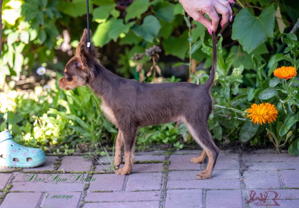 Русский Той Щенок. Royal Art питомник. Russian Toy Dog.