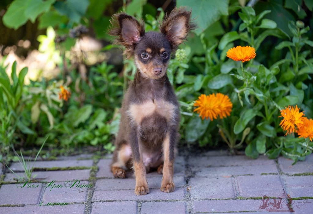 Русский Той Щенок. Royal Art питомник. Russian Toy Dog.