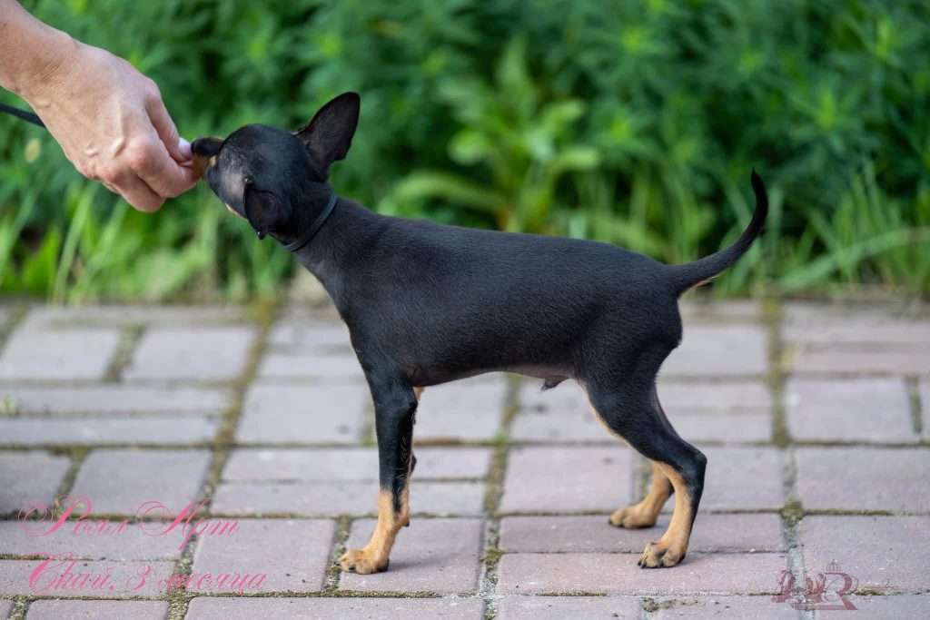 Русский Той Щенок. Royal Art питомник. Russian Toy Dog.
